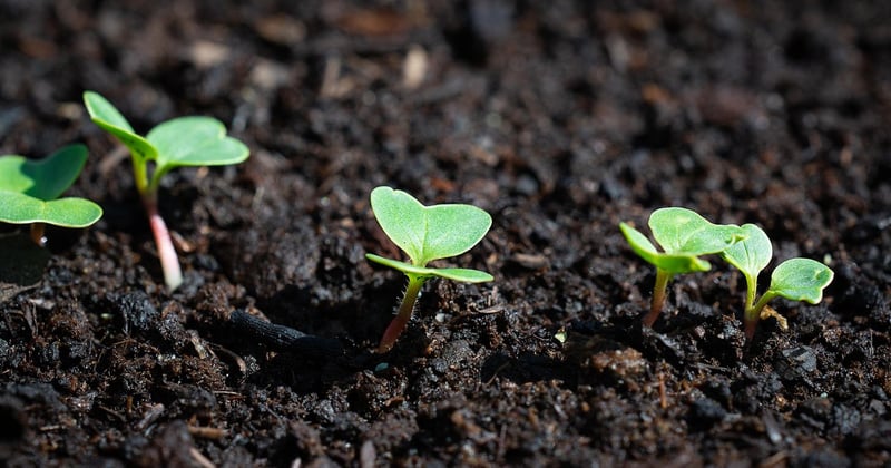 Cultivez votre potager santé en ville : le guide pour un jardin urbain qui nourrit