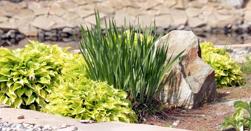 Jardin et santé : les plantes médicinales à intégrer dans votre aménagement paysager