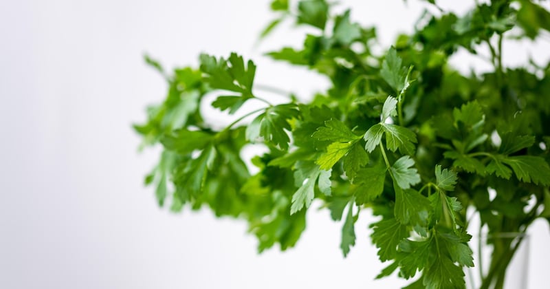Cultivez votre jardin comestible et cuisinez frais toute l'année