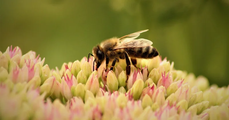 La biodiversité ne se décrète pas par un simple choix de plantes